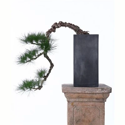 Használhatok mesterséges bonsait egy játszószobában?